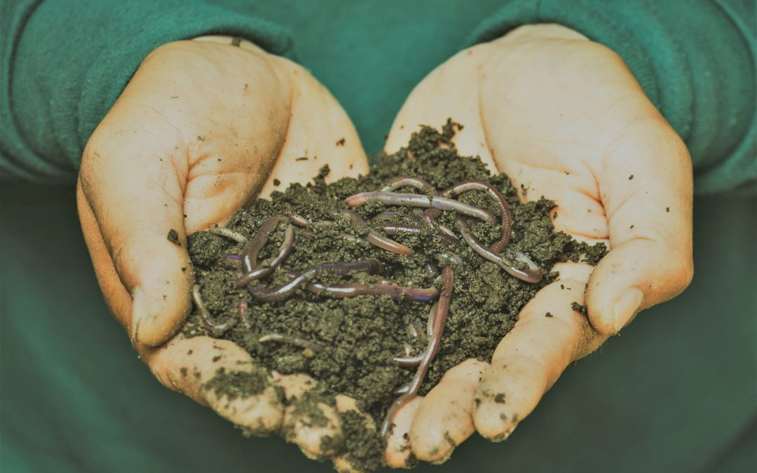 Got worms? Put them to work around your home.