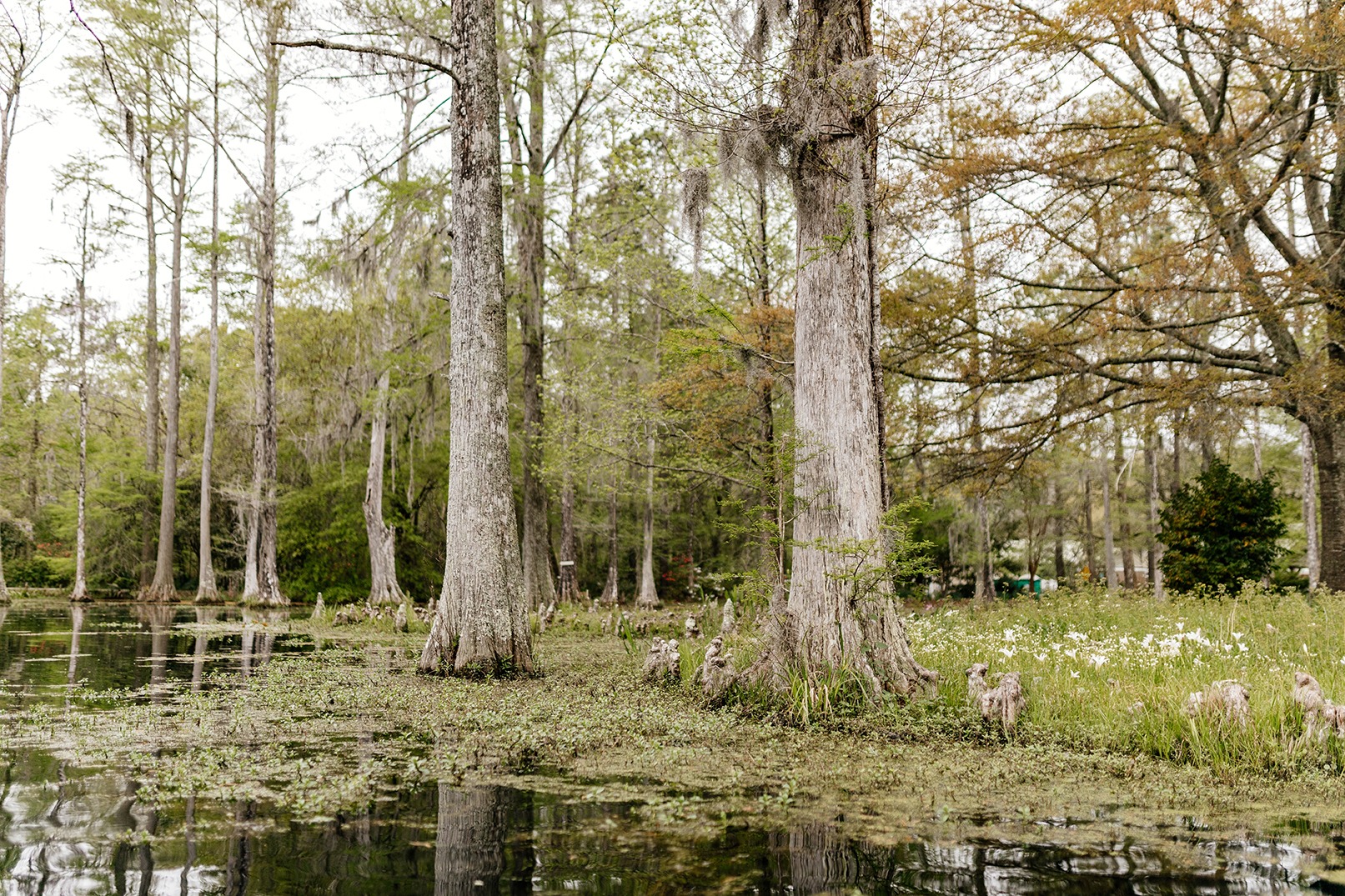 Beautiful landscape in a swamp with cypress trees with Spanish moss, aerial roots and alligators. Cypress Garden, Charleston, South Carolina, USA